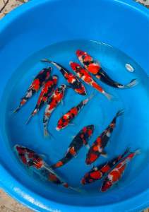 🇯🇵 Japan Isa Showa Jumbo Tosai 30–35cm+ Premium Japanese Koi Fish - RM1500 per koi