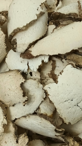 虎乳菌 Tiger Milk Mushroom Chinese Herbs 虎乳芝 虎乳灵芝