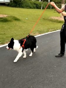 High-Quality 1.5 Meter GLOWING Dog Harness Reflektif Tali Tuntun Harnes Rantai Anjing Kucing Hewan Pet Belt