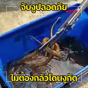 ไม้จับงู จับงูแสตนเลส การจับกุมอย่างปลอดภัย เครื่องดักงู ด้ามจับยาวพับได้ ที่จับงู อุปกรณ์จับงู คีมจับงู ไร้สนิมคลิป ด้ามจับยาวพับได้ ที่จับงู ที่หนีบงู ที่จับงูสแตนเลส เครื่องมือจับงู ตะขอจับงู ซาตินงูเหล็กกล้าไร้สนิมคลิป ซุปเปอร์โลหะผสม คีมจับงู