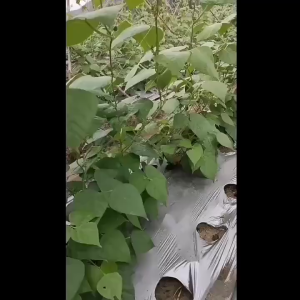 Garden Plant Climbing Net Cucumber Vegetables Trellis Net Nylon Palnt Support Mesh 2MX100M