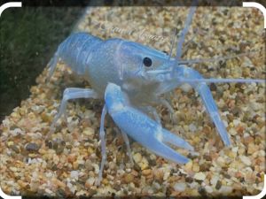 lobster air tawar redclaw blue 8 ekor (1 inchi)