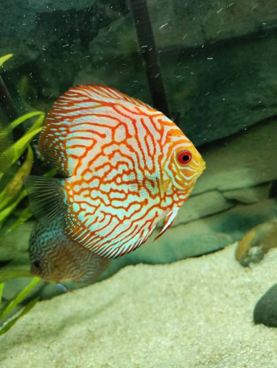 Assorted Red Discus Juvenile 3"+ freshwater fish (no D.O.A) Lazada
