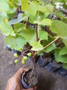 Anggur genjah super siap berbuah
