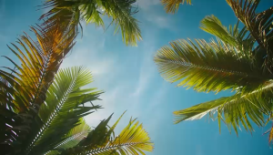 Portia Natural Balancing Mint – Sabun Organik Kulit Berminyak & Jerawat 500ml