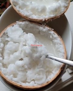 Bibit Kelapa Kopyor Asli