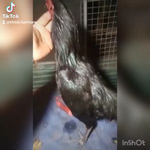 RaiGaj+ (ร้ายกาจ+) เฮอริเคน ไก่กระเพาะไม่ย่อย หวัดหน้าบวม ซอง 10 เม็ด กระปุก 30 เม็ด