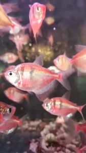 WIDOW NEON RED TIGER