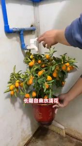 Improve Humid Plant Rooting Powder 600g/200g Adjust Acid Alkali Compact Fertilizer SERBUK PENGAKTIF TANAH土壤活化剂