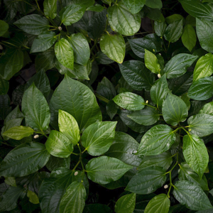 COMBO 2 CHAI- Dung Dịch Vệ Sinh Phụ Nữ Intimate Care For Beauty Giúp Khử Mùi Dưỡng Ẩm Tăng Đàn Hồi Cho Da 100ml + Tặng Nước hoa Foellie 5ML