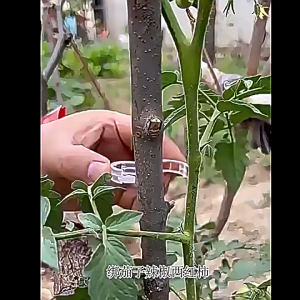 ตัวหนีบต้นไม้ แพ็ค 5 ชิ้น รัดกิ่ง แหวนรัดกิ่ง เทปรัดกิ่ง คลิปหนีบต้นไม้มะเขือเทศ คลิปหนีบลำต้นพลาสติก