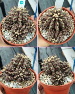 Gymno mihanovichii T-rex cactus cristata 实生恐龙系列仙人球群生