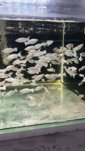 Platinum Molly Fish (10ekor)/ Live fish/ Freshwater