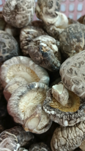 湖北菇 茶花菇 香菇 (3-4cm) Hu Bei Mushroom Dried Mushroom Cendawan