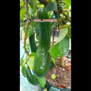 Bibit Alpukat Sab 034 Super Cepat Berbuah