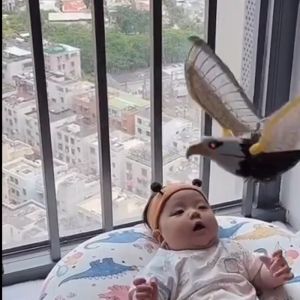 Đồ chơi chim đại bàng tung cánh dùng pin có nhạc và điện khi chơi chim sẽ có tiếng kêu đặc trưng của loài đại bàng