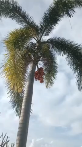10pcs Fox Tail Palm Seeds