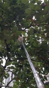 Plastic Fruit Picker: Your Ultimate Guide to Efficient Berry Harvesting