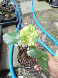 บอนสีมงคลปฐม