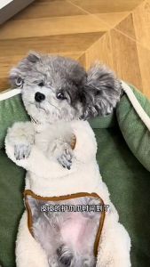 Pet Paw Balm: Moisturizing Solutions for Your Furry Friends