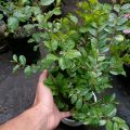 tanaman hidup daun bidara arab asli. 