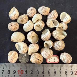 เปลือกหอยสังข์ไข่นก 50g Birds Egg Conch Shell 1.5-2.5cm