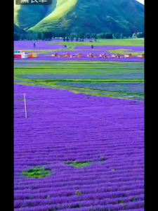 Hạt Giống Hoa Oải Hương tím (hoa Lavender) - gói 100 hạt