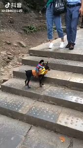 Pet Clothes Funny Cowboy Knight Clothes Halloween Costume Riding Equipment Dress Coat Play Cosplaying Clothes