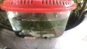 Ikan Laga Sekilau Kampung Fish Food for Pet Supplies - Small Fish Local Seller Fast Delivery Ready Stock