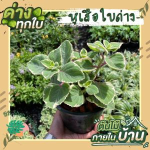 ต้นหูเสือด่าง หอมด่วนหูเสือ หอมด่วนหลวง เนียมหูเสือ สมุนไพรไทย ผักสวนครัว, ผักสวนครัวปลูกง่าย, ผักสวนครัวพร้อองปลูก, ผักออร์แกนิก