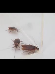 💥ซื้อ2 แถม1💥ยาฆ่าแมลงสาบ กำจัดแมลงสาบ ยากำจัดแมลงสาบ ไล่แมลงสาบ ที่ดักแมลงสาบ ฆ่าแมลงสาบ แมลงสาบ กำจัด เหยื่อกำจัดแมลงสาบ เจลกำจัดแมลงสาบ ฆ่าแมลงสาบต่อเนื่อง เหยื่อแมลงสาบ ยาฆ่าแมลงสาป cockroaches kille