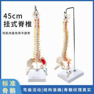 45cm Color Human Spine Model with Pelvis Femoral Tailbone Spine Skeleton Lumbar Spine Cervical Spine Bone Setting Model