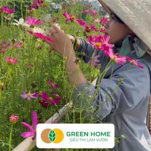 Hạt Giống Hoa Sao Nhái Mix Greenhome Gói 03gr~35 hạt Sai Hoa Màu Rực Rỡ Dễ Trồng Quanh Năm Nảy Mầm Cao H13