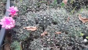 XƯƠNG RỒNG DAMSI HOA TRẮNG . Tặng kèm chậu nhựa nhỏ