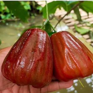Bibit jambu dalhari hasil okulasi lebih cepat berbuah