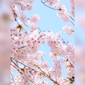 LAIKOU | LAIKOU Japan Sakura Peeling Gel Gentle Exfoliating Deep Cleansing Remove Dead Skin Smooth Skin Facial Skin Care 60g