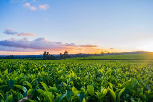 Antracol 70WP Racun Kulat Propineb 1kg