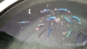 SUPER REAL Baby Shrimp 100 gr gram - Makanan Ikan Udang 100gr 100gram
