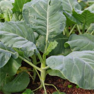 150 BUTIR BIJI/BENIH SAWI KAILAN FULL WHITE/CHINESE KALE