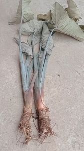 cây khoai môn tím ngọt siêu to