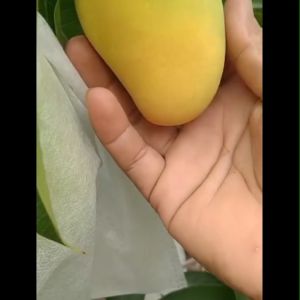 Bibit Mangga Chokanan & Mangga Import: Panduan Lengkap