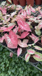 Caladium Pink Morph – Color-Shifting Intriguing Tropical-Inspired