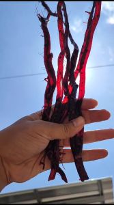 Bahan Akar Bahar Merah Tembus Cahaya Size Kantoran