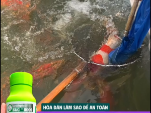 BKC ++ 8000 XỬ LÝ đỏ mình tuột nhớt thối đuôi thối mang nấm trên cá. 250ml sản phẩm của biotik