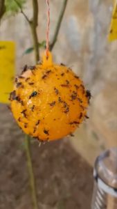 Hanging Fly Trap Ball Pest Repeller Hanging On Tree Waterproof Sunscreen Sticky Trap Fly Catcher Outdoor Garden Tool