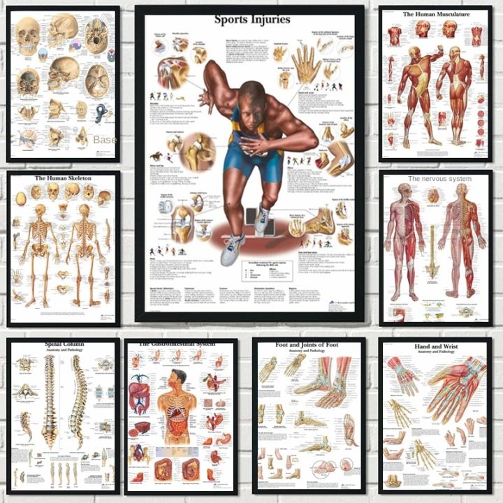 new Human Anatomy Muscles System Canvas Painting Art Poster Print Body ...