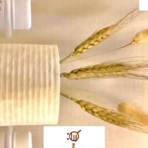 Pengharum ruangan toilet - Aroma Theraphy Calmickks - Ecocare Dahlia Teh keraton air freshner