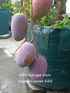 Bibit Tanaman Mangga Irwin Super Manis