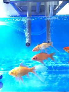 ซีบาร์ วัสดุแท่งกรอง แท่งสี่เหลี่ยม C-bar Ceramic Bar 1ชิ้น กรองตู้ปลา วัสดุกรองตู้ปลา-บ่อปลา แบบกลม/แบบหยัก/แบบเหลี่ยม วัสดุกรองใส่เครื่องกรองน้ำตู้ปลา ช่วยทำให้น้ำใส ใช้ได้นาน