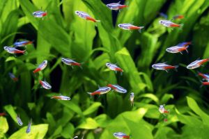 Neon Tetra/Ornamental fish/Freshwater/Readystock